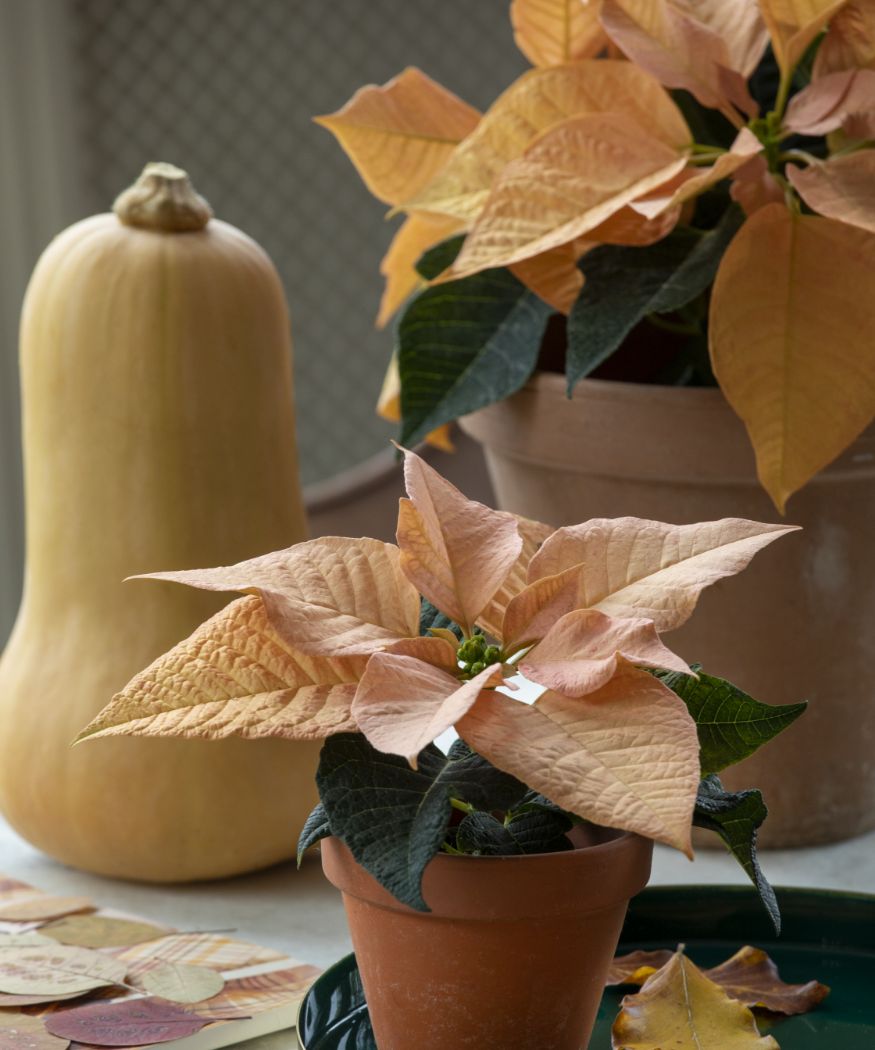 2021-poinsettia-04000-autumnal-glow-06