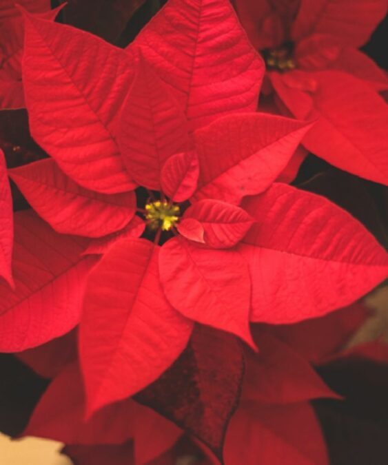 Consejos para mantener la flor de Pascua como el primer día