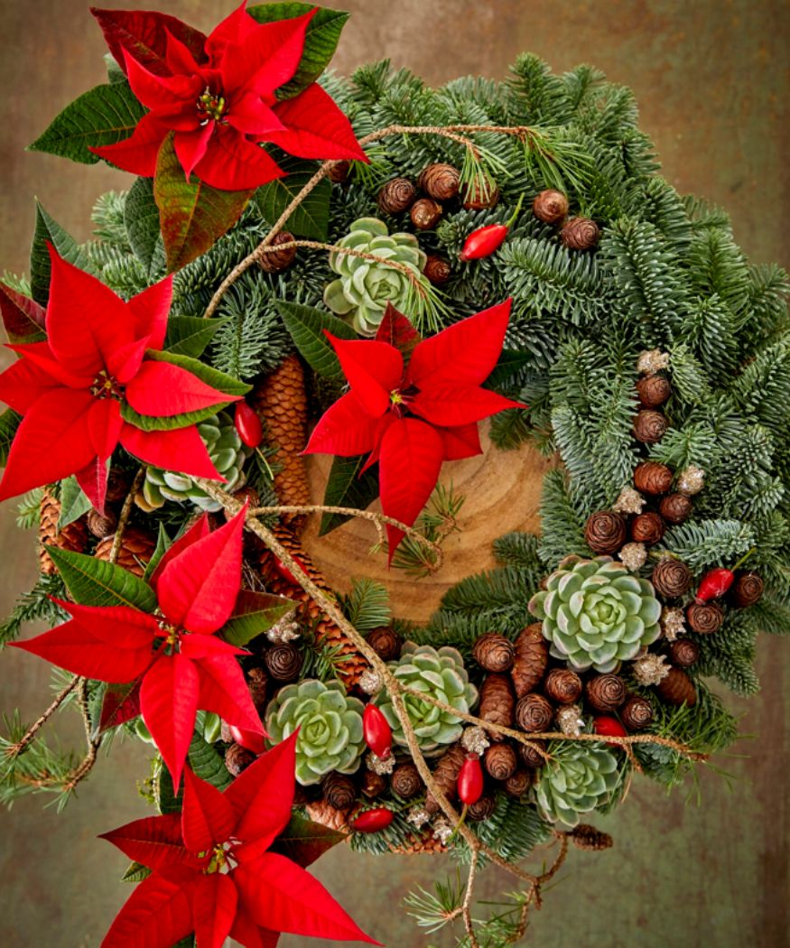 En España ya se venden 10 millones de flores de Pascua al año, ¿qué camino recorren hasta que llegan a las tiendas en Navidad?