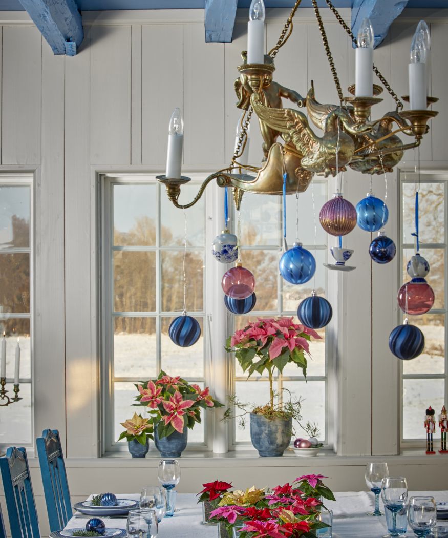 2024_Poinsettia_03000_Country_Chic_in_Blue_01