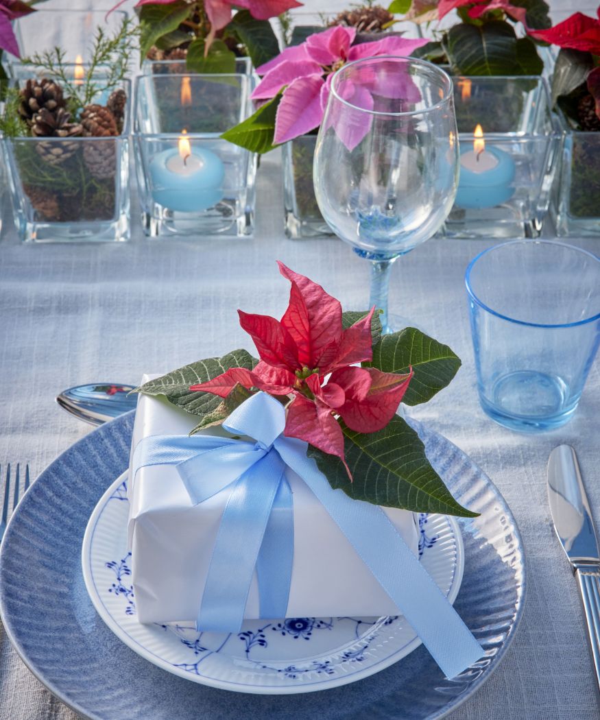 2024_Poinsettia_03000_Country_Chic_in_Blue_04