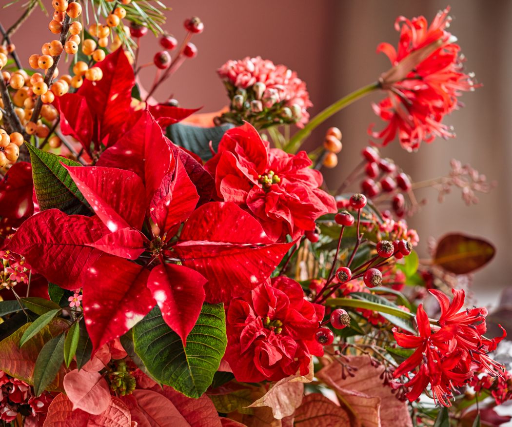 2024_Poinsettia_05000_Earth_toned_Tablescapes_02