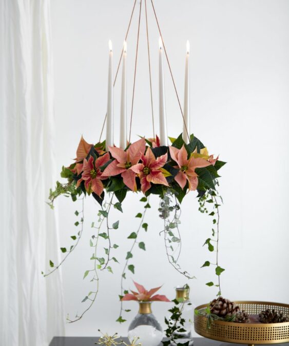 2018_poinsettia_0120_Green_Living_Christmas_Nostalgy__0-563x675 Una corona de Adviento colgante de mini poinsettias rosas, hiedra y cuatro finas velas blancas.