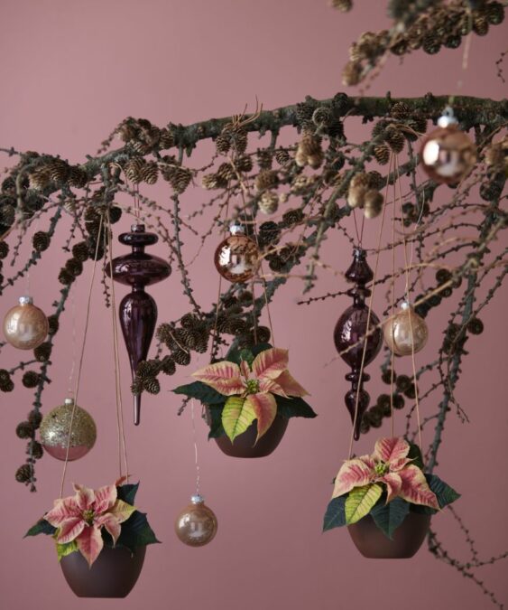2019_poinsettia_02000_christmas_wonderland_06-1-563x675 Mini poinsettias rosas variegadas colgadas de una rama, combinadas con adornos decorativos.