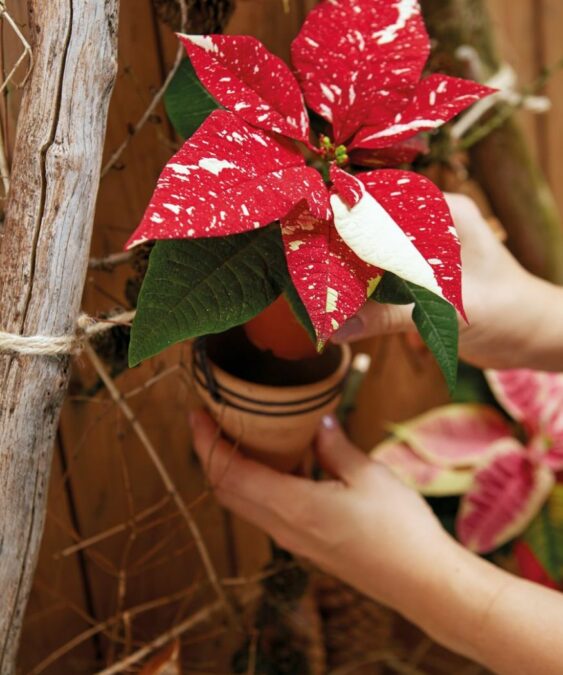2020-poinsettia-02140-diy-wall-hanging-tree-branches-an-poinsettia-05-563x675