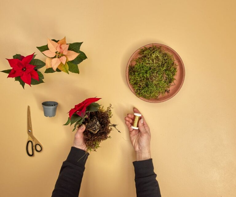 2024_Poinsettia_04120_DIY_Rustic_Twig_Star_03-768x640