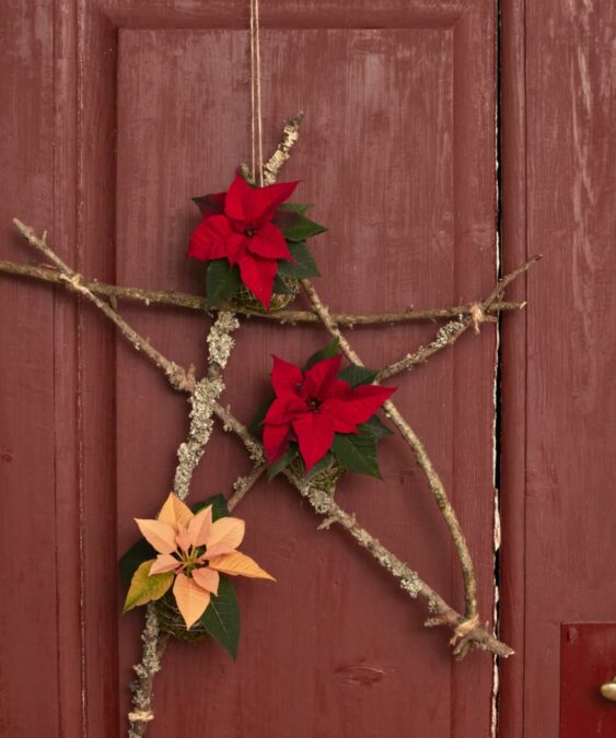 2024_Poinsettia_04120_DIY_Rustic_Twig_Star_06-563x675