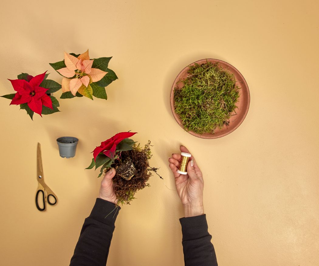 2024_Poinsettia_04120_DIY_Rustic_Twig_Star_03