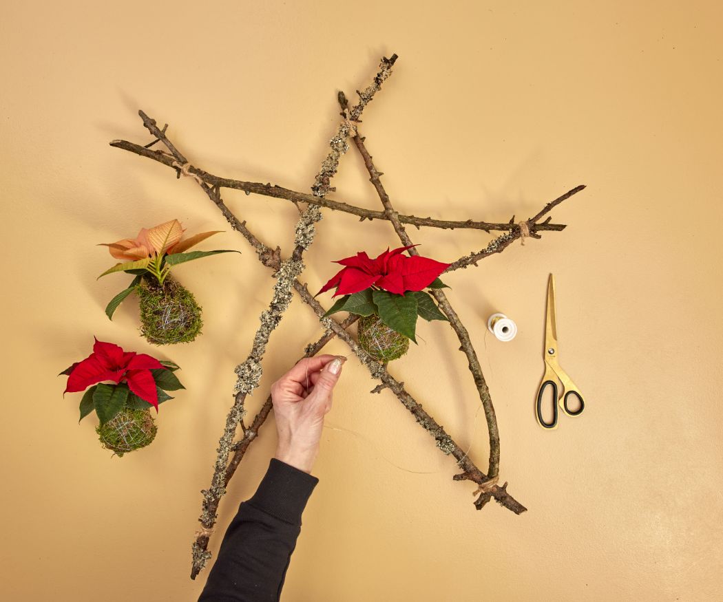 2024_Poinsettia_04120_DIY_Rustic_Twig_Star_04