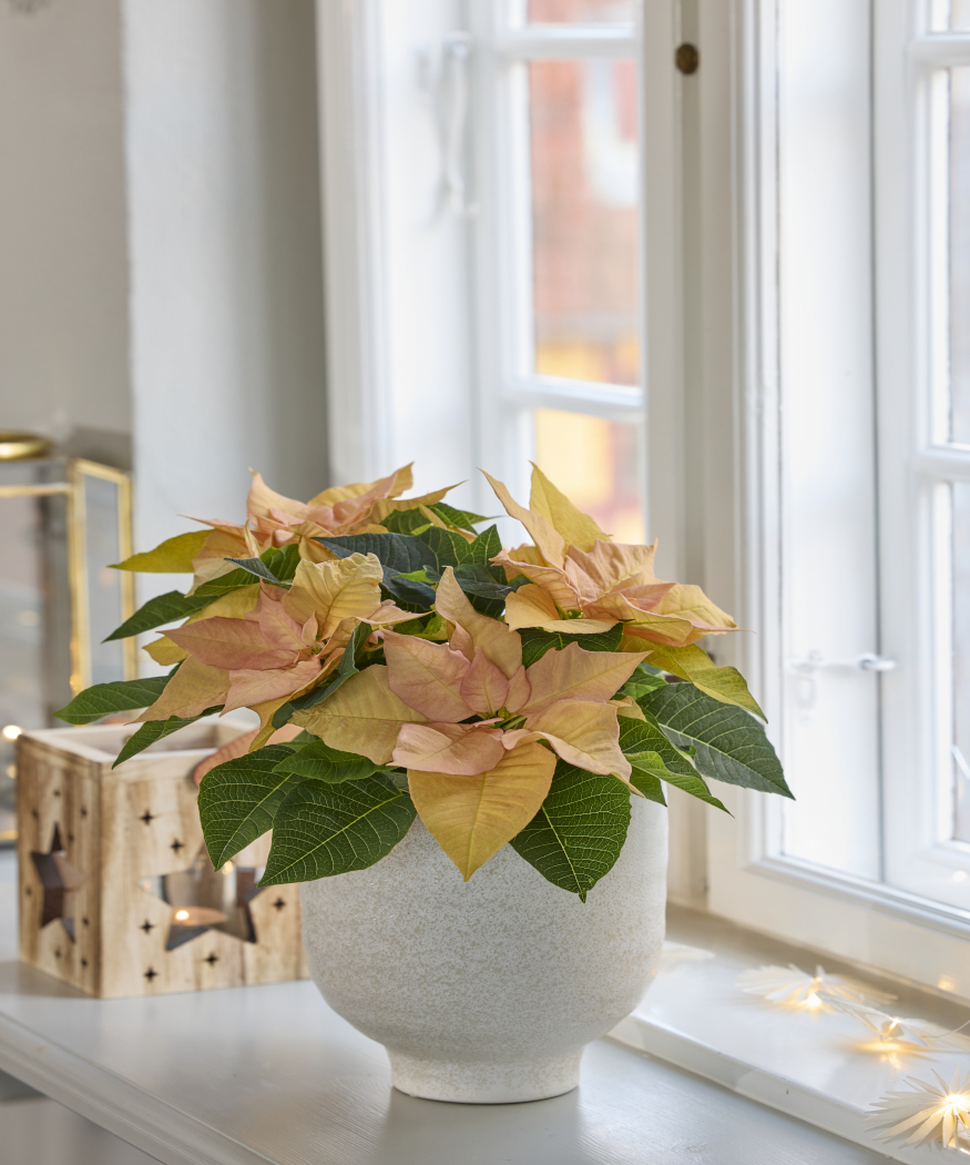 Mantén tus estrellas radiantes: los mejores consejos para cuidar la poinsettia. Cómo mantener esta planta de interior vibrante en su mejor estado