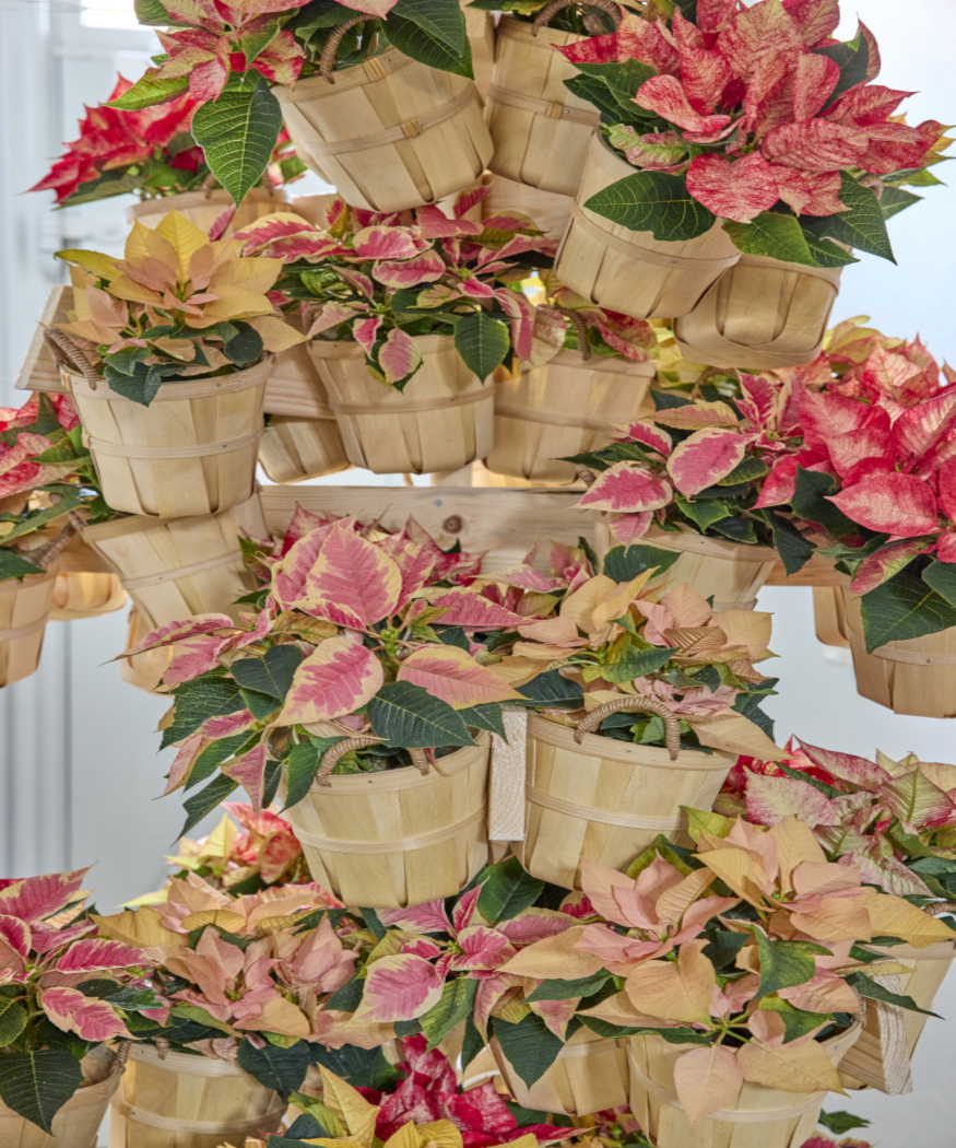 Madrid se convierte por un día en capital europea de la Flor de Pascua