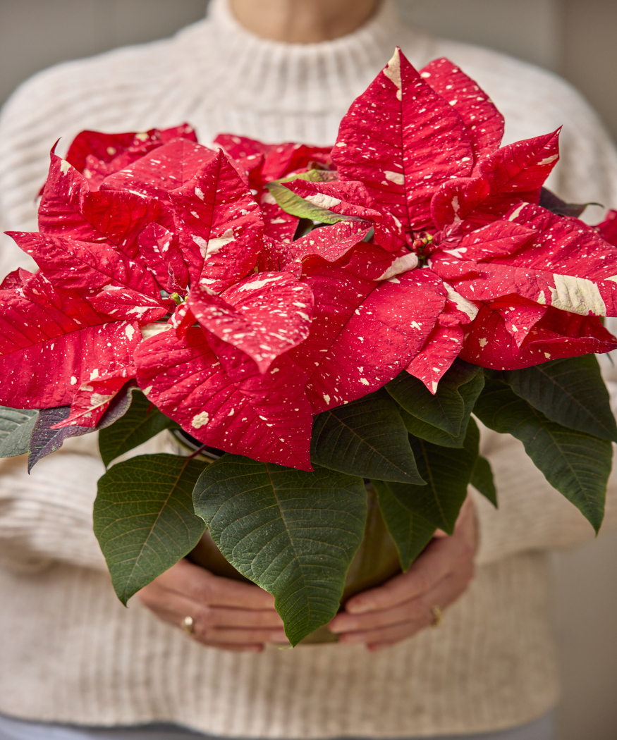 Los regalos de poinsettias aportan alegría y un toque de color.