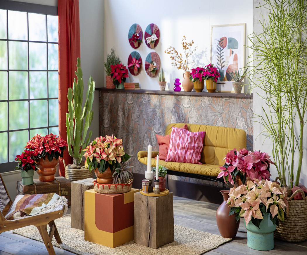 La flor de Pascua, un emblema que une culturas y decora hogares