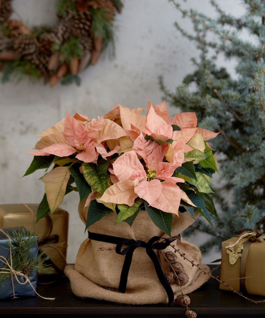 Comment garder longtemps un beau poinsettia