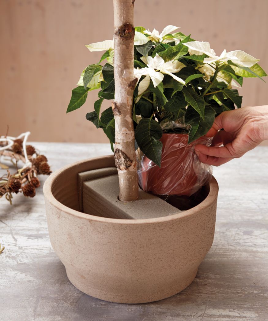2018_poinsettia_0220_DIY_Advent_Wreath_Suspension_04