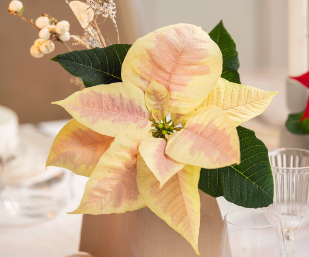 Déco de table avec poinsettia panaché