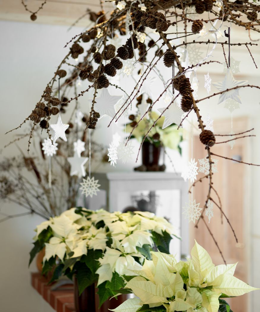2020_poinsettia_04000_Country_Christmas_Char