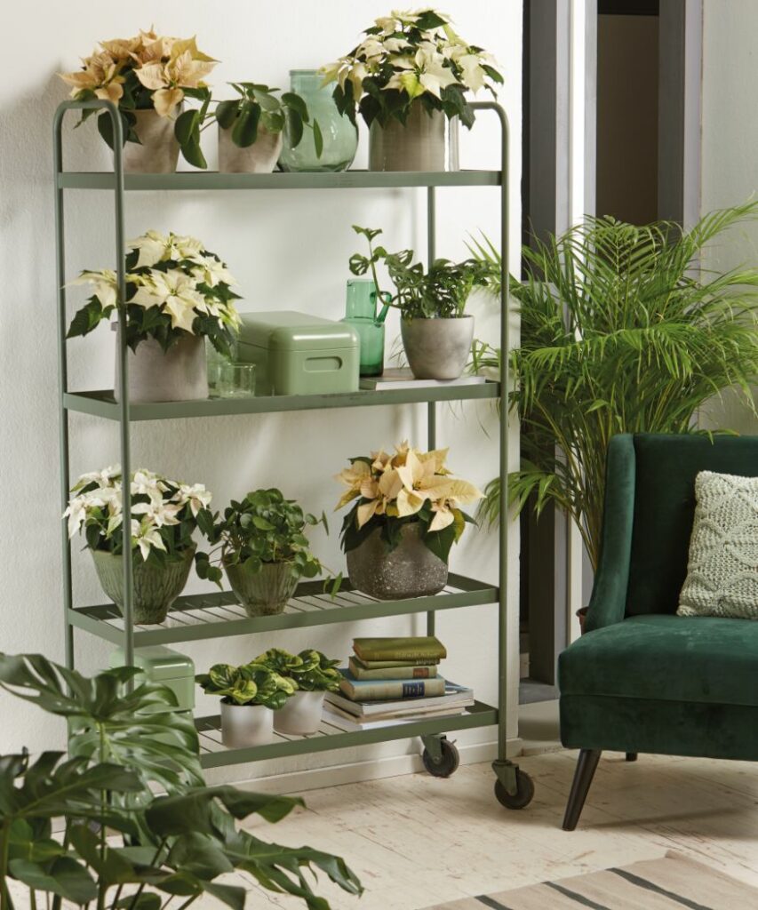 Egy gurulós polcrendszeren fehér és krémszínű mikulásvirág, valamint további szobanövények kaptak helyet. A háttérben zöld kanapé és nagy levelű szobanövények nyugalmat és modernséget sugároznak.