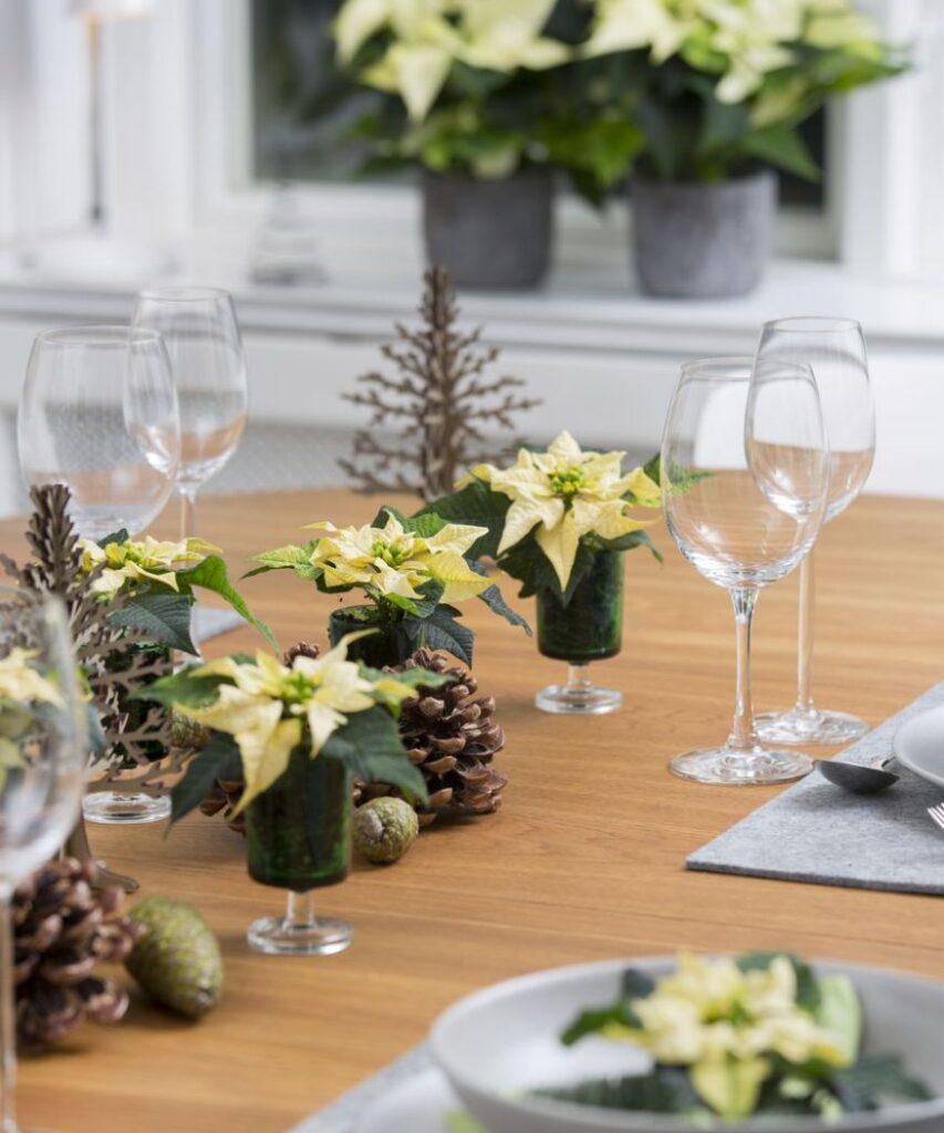 Egy skandináv ihletésű asztaldísz, ami krémínszínű mini mikulásvirágot és fenyőtobozokat tartalmaz. 