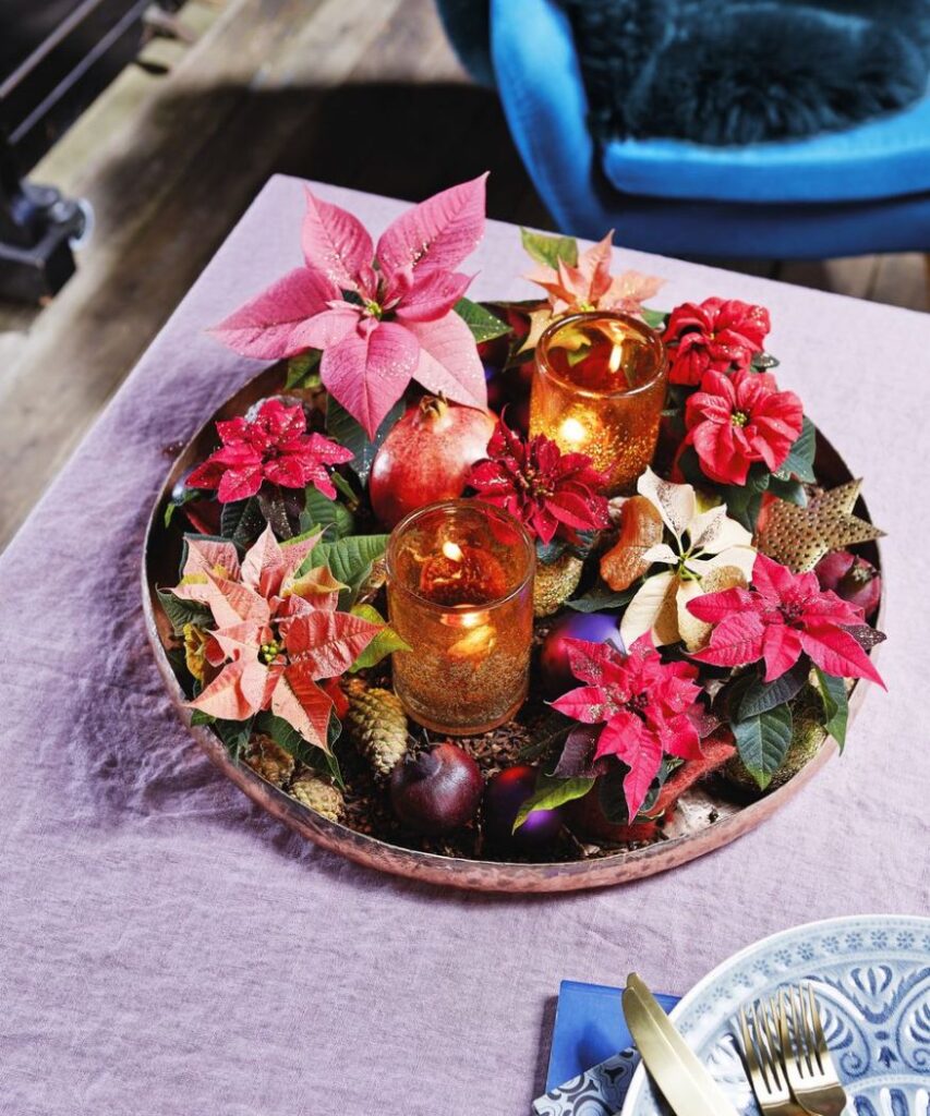 Gazdag díszítés különböző színű mikulásvirággal és egy lámpással egy tálcán. 