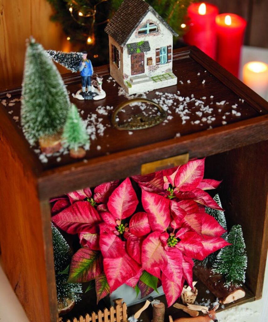 Egy mini karácsonyi jelenet egy fa dobozban, amely vörös színű, változatos mini mikulásvirágból és kis dísztárgyakból áll.