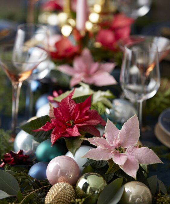 Asztaldekoráció mini mikulásvirággal rózsaszín és piros színben, valamint színes gömbökkel. 