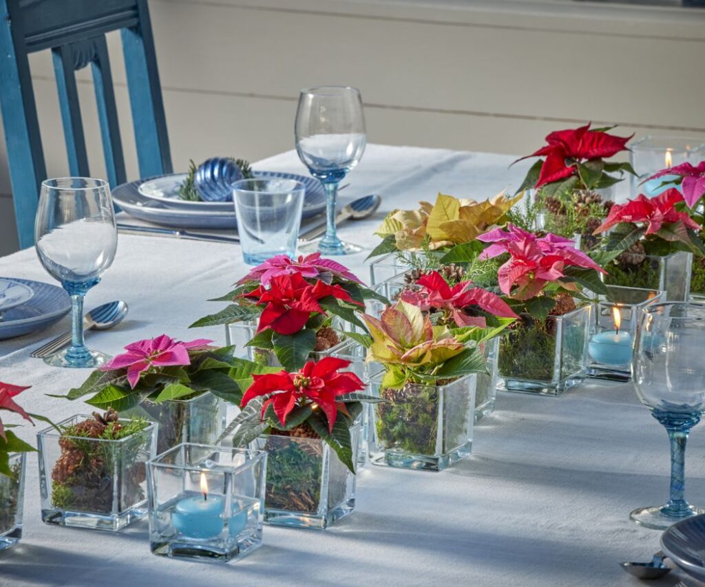 Egy színes asztali dísz rózsaszín, krémes sárga és piros mini mikulásvirágból, üveg edényekben. 