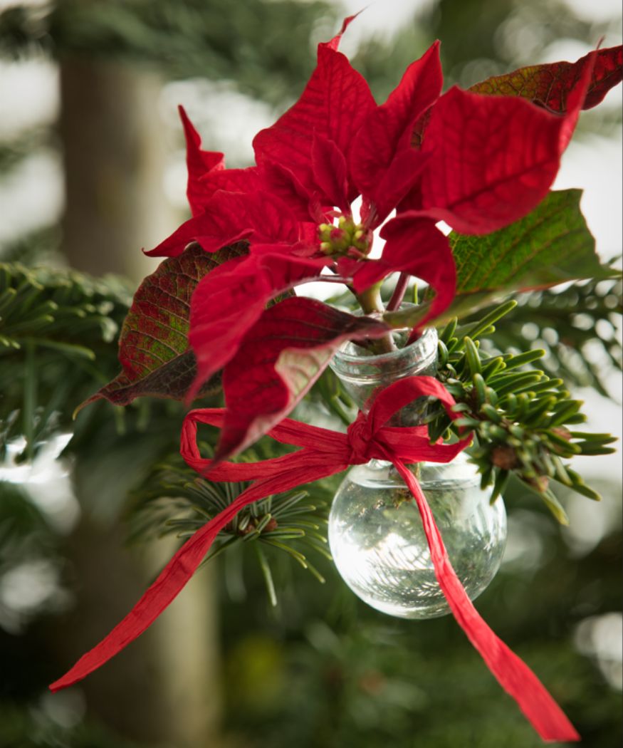 2017-weihnachtsste Roter Schnitt-Weihnachtsstern in einer Glasvase, mit einer Schleife an den Weihnachtsbaum gebunden