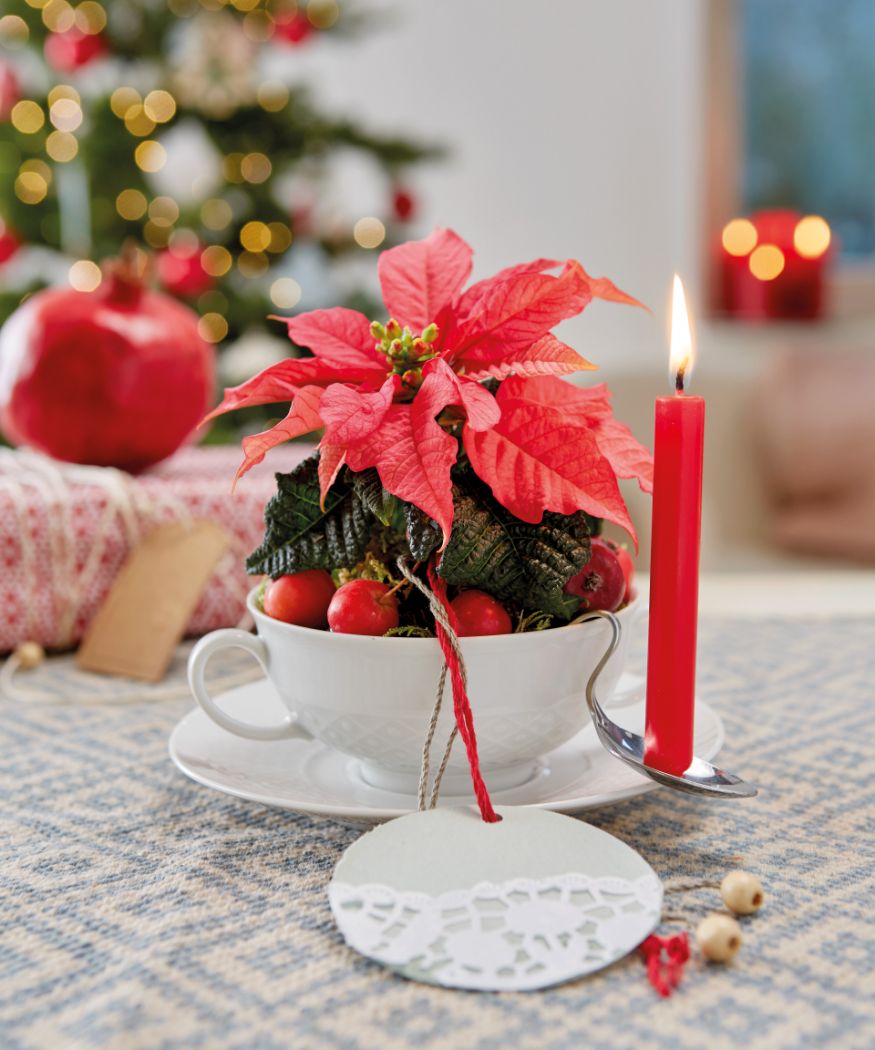 2017_Weihnachtsstern_DIY_Upcycling_Geschirr_09 Una mini Poinsettia rossa brillante, disposta in modo decorativo in una tazza con una candela rossa su un portacandele a cucchiaio fatto in casa, posta su un tavolo con un albero di Natale decorato sullo sfondo. Un'ottima idea artigianale.