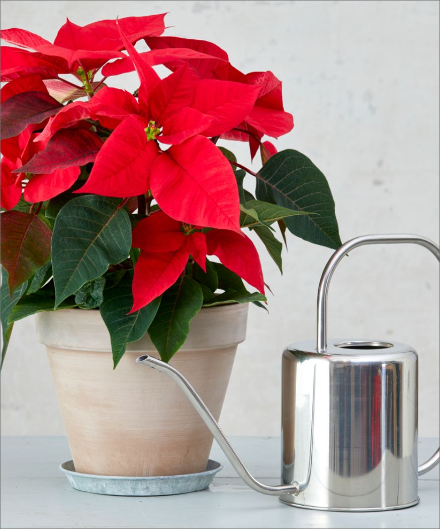 Roter Weihnachtsstern, daneben Gießkanne mit langer Tülle aus Edelstahl; neutraler Hintergrund