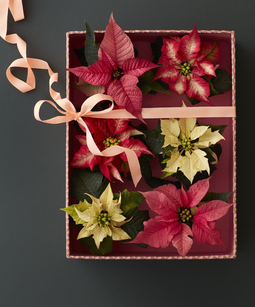 2016_Weihnachtsstern_Geschenk_03 Un'elegante confezione regalo con sei mini Poinsettie. Le piante sono disposte in modo ordinato e rifinite con un fiocco rosa, che le rende un regalo perfetto per le festività.