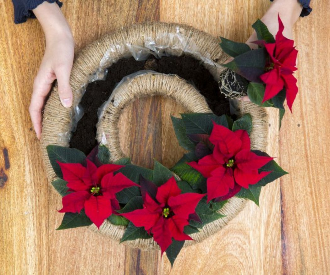 2016-weihnachtsstern-diy-dventskranz-05 Una ghirlanda dell'Avvento fatta in casa ha delle Stelle di Natale disposte al suo interno, dopo aver aggiunto del terriccio nello spazio tra le cornici.