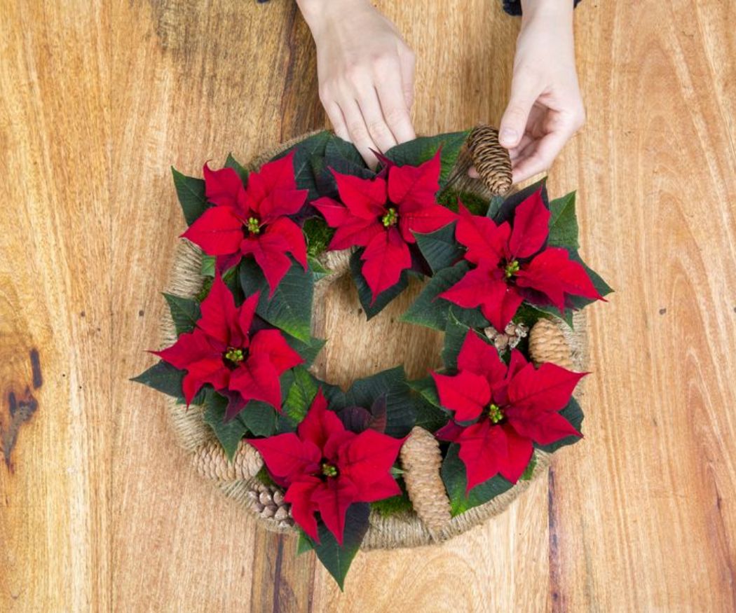 2016-weihnachtsstern-diy-dventskranz-06 Qualcuno decora con delle pigne una corona dell'Avvento di Poinsettia rossa fatta in casa.
