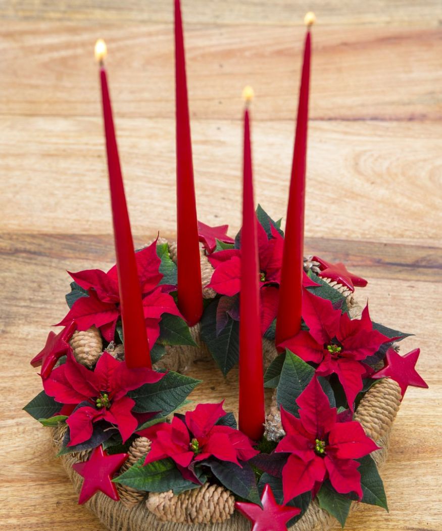 2016-weihnachtsstern-diy-dventskranz-09 Una ghirlanda d'Avvento di Stelle di Natale rosse fatta in casa, con pigne e quattro candele rosse accese.