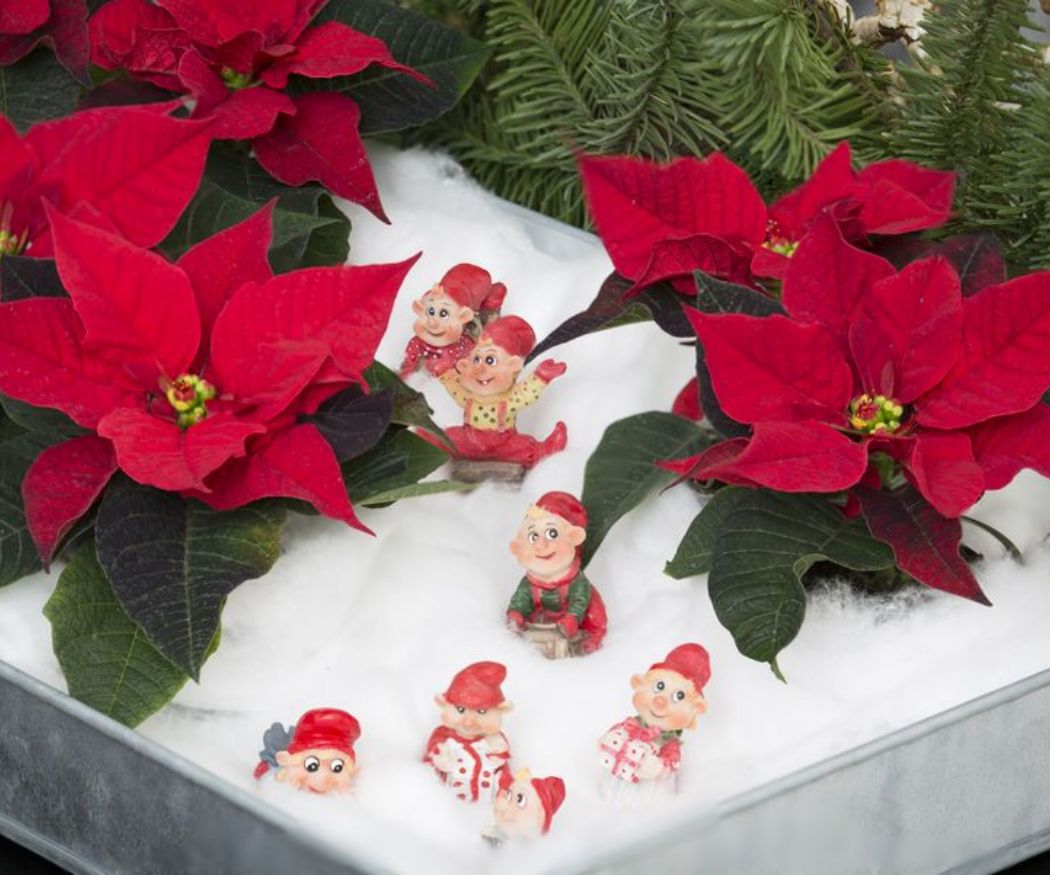 2016-weihnachtsstern-schneelandschaft A festive homemade snow landscape with bright red mini poinsettias embedded in artificial snow. Little gnome figures with red hats and cheerful faces sit and stand among the poinsettias. In the background, pine branches add a natural touch to the scene.
