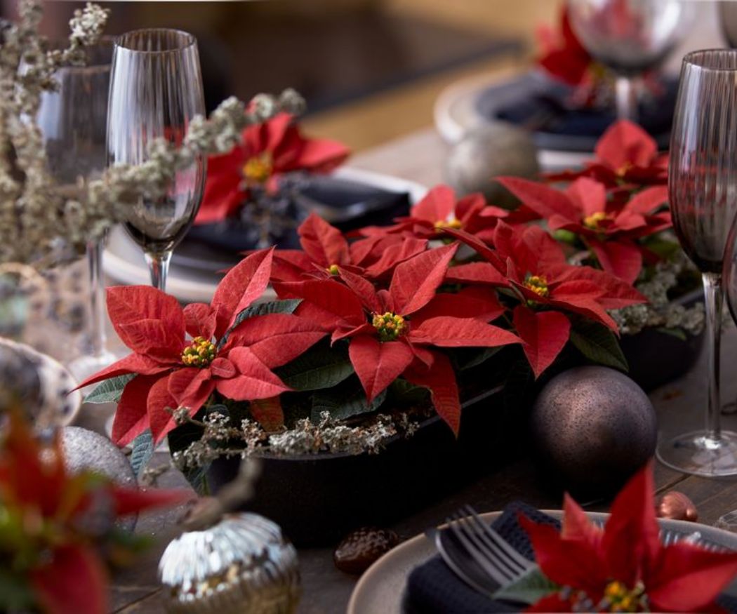 2020-poinsettia-01000-christmas-green-spirit-6 Una composizione da tavolo moderna con mini Stelle di Natale rosse.