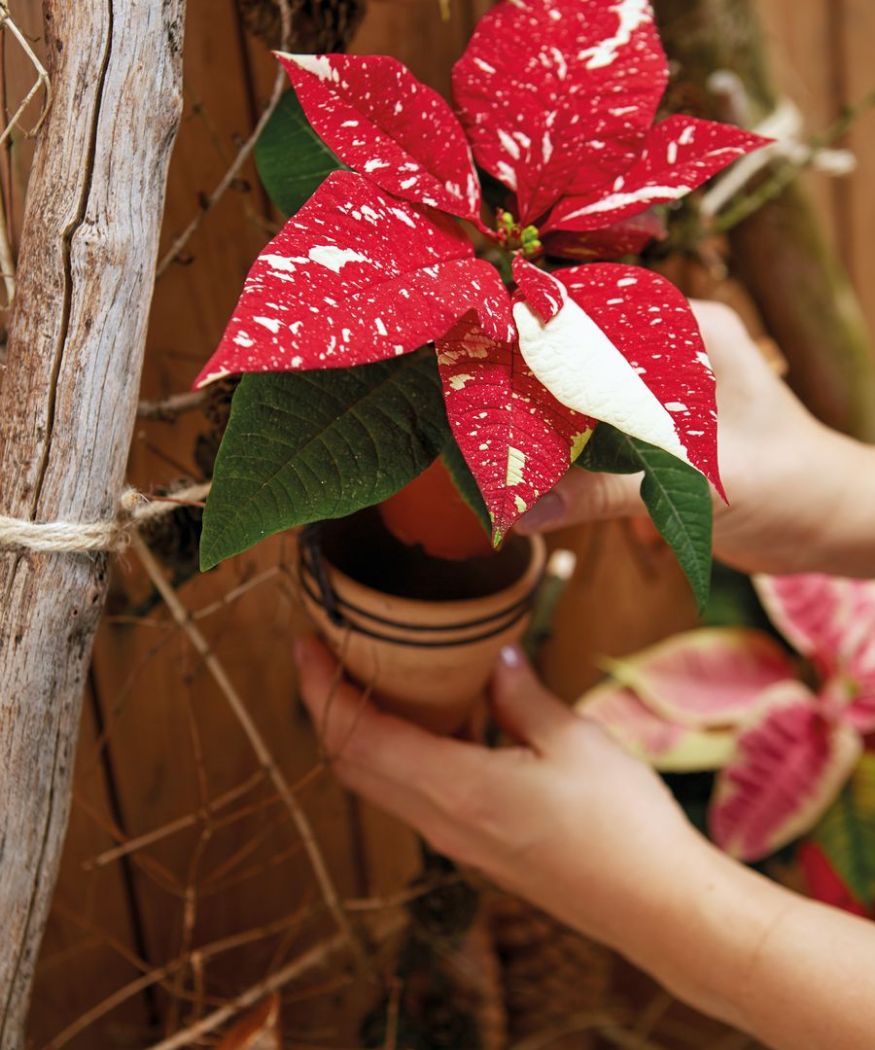 2020-poinsettia-02140-diy-wall-hanging-tree-branches-an-poinsettia-05 Una mano pone una mini Poinsettia in un piccolo vaso attaccato a una struttura di rami. La Stella di Natale ha brattee di colore rosso vivo con segni bianchi.
