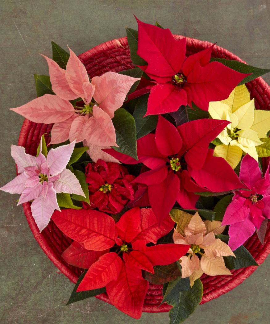 Una colorata selezione di mini Poinsettie in diverse tonalità, disposte in modo decorativo in una ciotola rossa. L'immagine mostra diverse tonalità di rosso, rosa e crema per creare una festosa varietà.