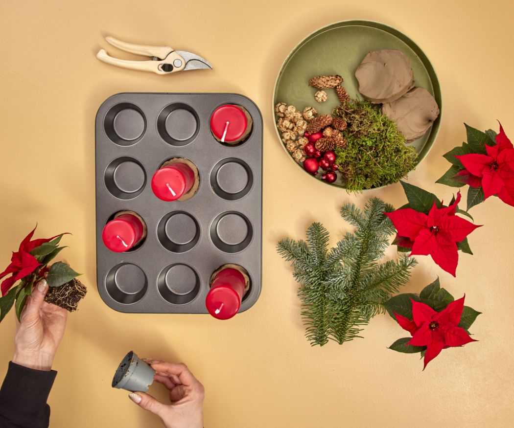 2024-poinsettia-04160-diy-advent-muffin-tin-centrepiece-03 Una mini Stella di Natale viene inserita in una teglia per muffin per creare una decorazione dell'Avvento.