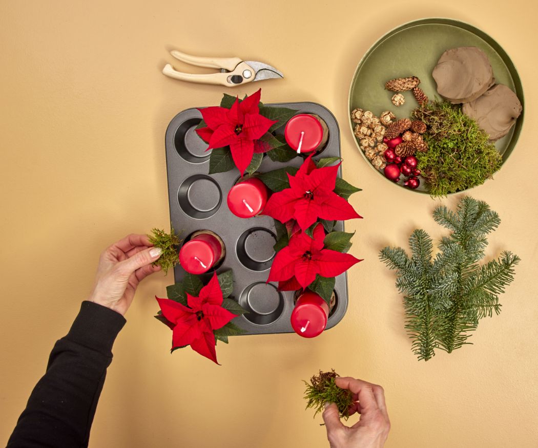 2024-poinsettia-04160-diy-advent-muffin-tin-centrepiece-04 A hand places a mini poinsettia in a muffin tin next to a red Advent candle. The combination of plants and candles creates a natural and cosy feel.