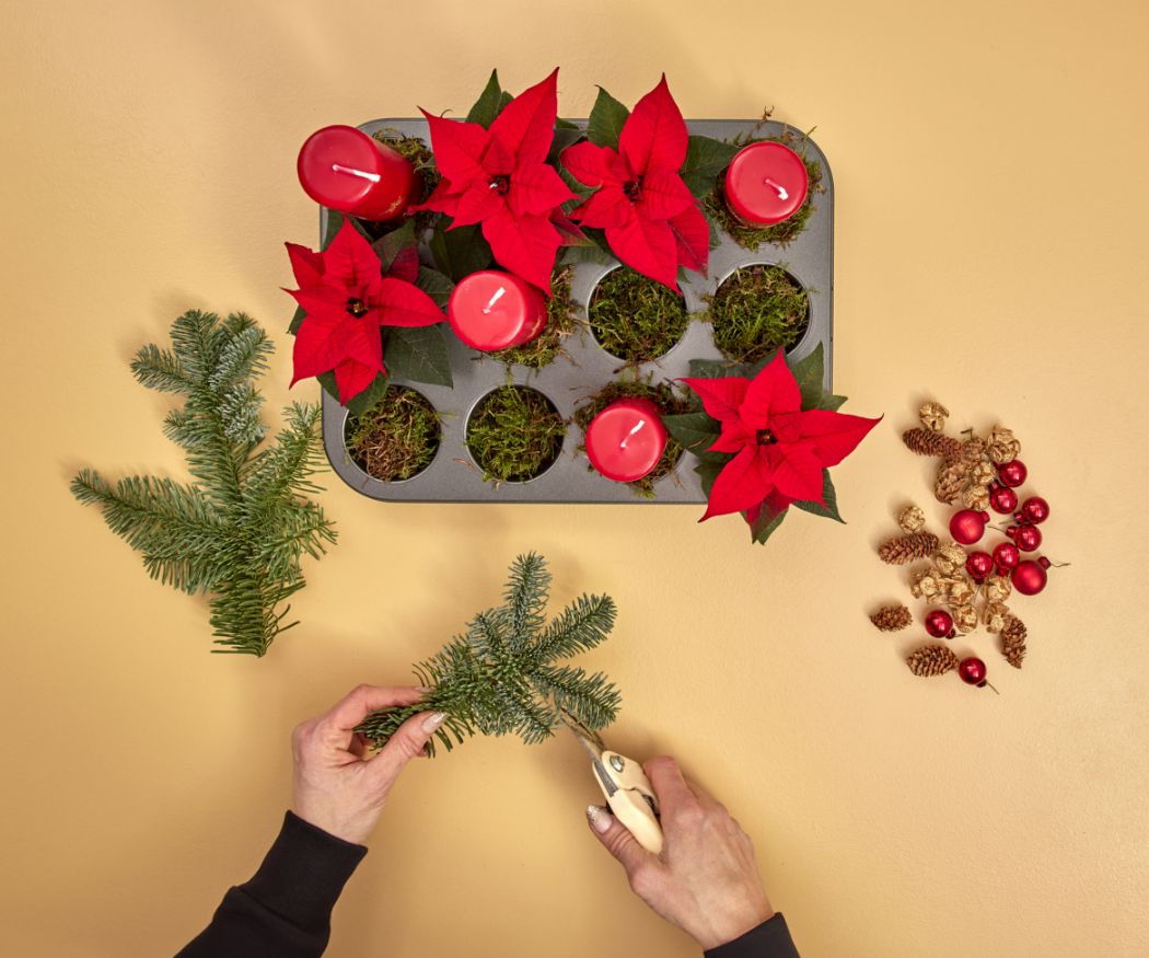 2024-poinsettia-04160-diy-advent-muffin-tin-centrepiece-05 Moss is placed around the candles and poinsettias in the muffin tray. This creates a uniform base.