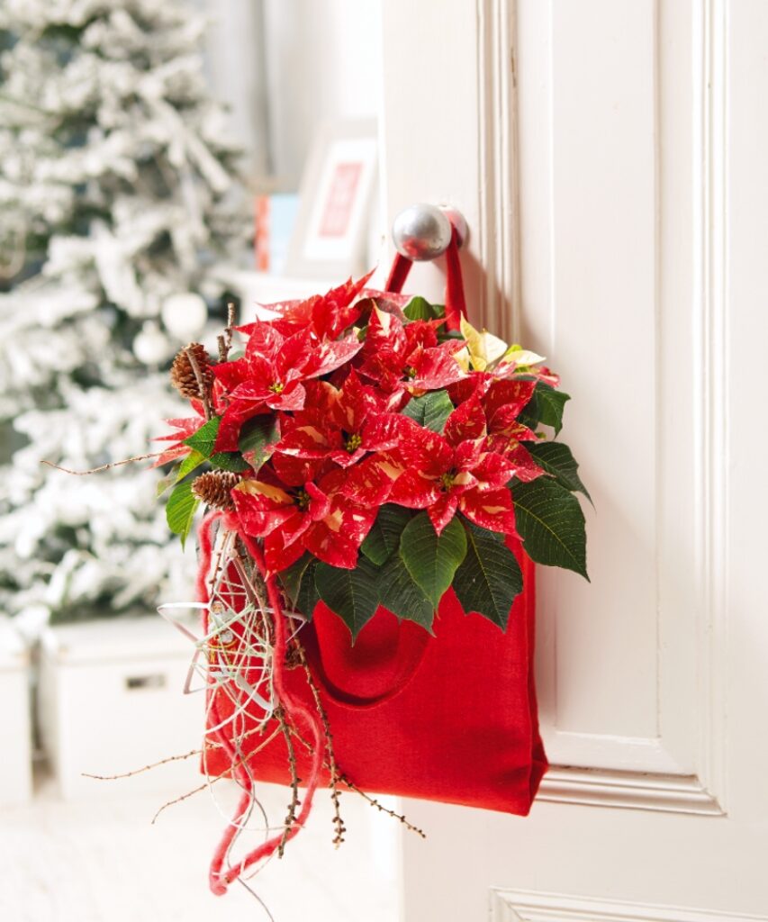 Una Stella di Natale screziata rossa e bianca in una borsa rossa appesa a una porta, con un albero di Natale coperto di neve sullo sfondo. 