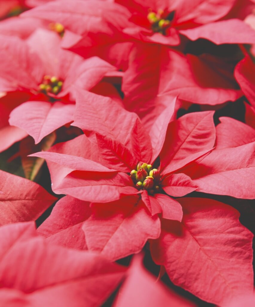 Un primo piano di Stelle di Natale color rosa acceso, con i boccioli dei fiori chiaramente visibili al centro delle brattee. 