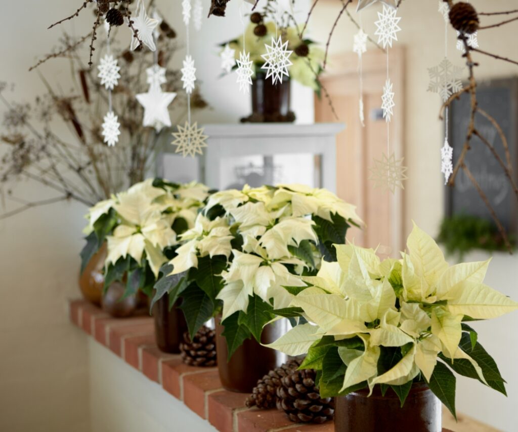 Una fila di Stelle di Natale color crema in vasi marroni è posizionata su un muretto basso, adornata con pigne e decorazioni a forma di fiocco di neve. 