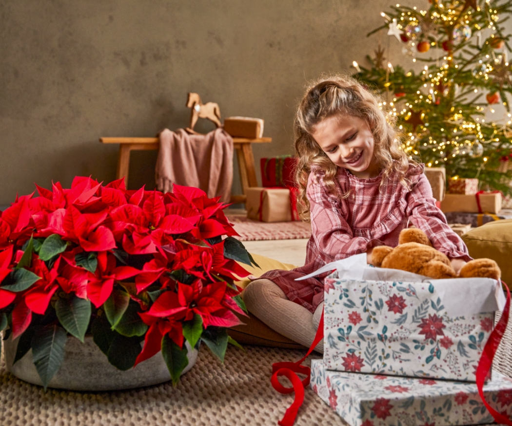 Il significato delle Stelle di Natale: il loro simbolismo, l’origine e l’ispirazione per usarle nell’Avvento.