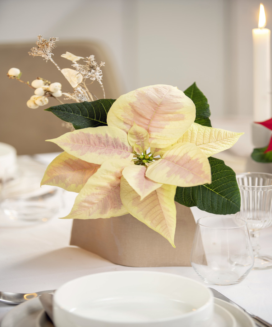 Una decorazione per la tavola perfetta per il post-Natale: trasforma la tua Stella di Natale in qualcosa di nuovo