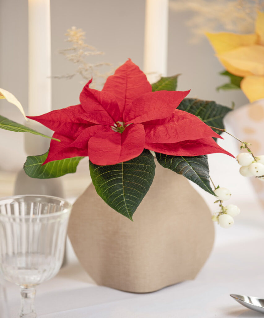 Uno stelo di Stella di Natale rosso brillante come decorazione da tavola in un vaso di carta fatto in casa.
