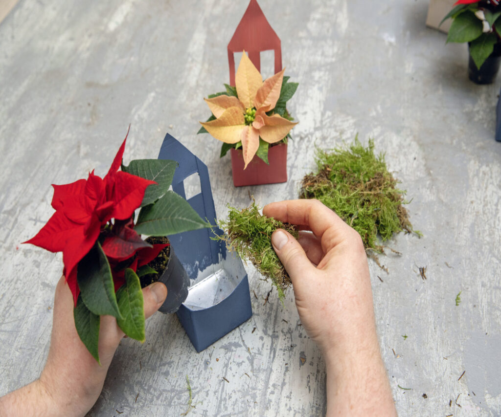 Le mini Stelle di Natale e il muschio vengono collocati all'interno della casetta di cartone dipinta, nascondendo con ingegno il vaso della pianta. 