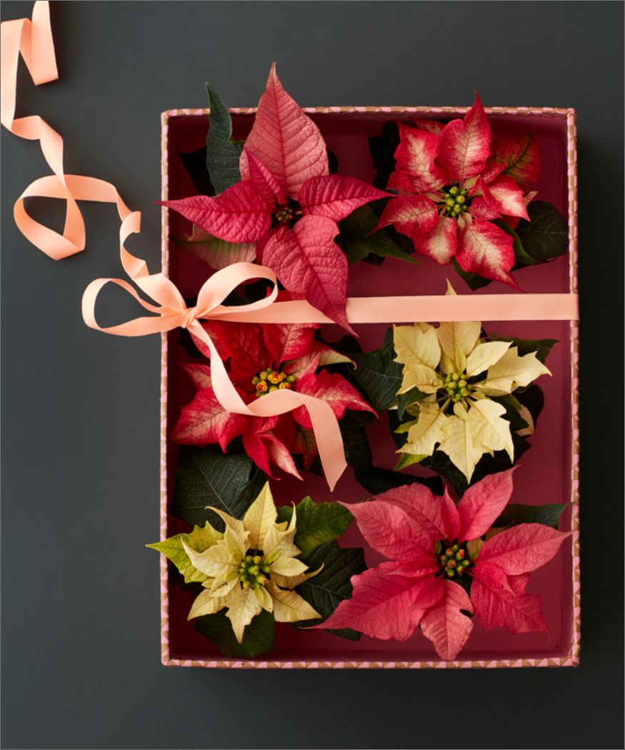 Mini kerstster als geschenk