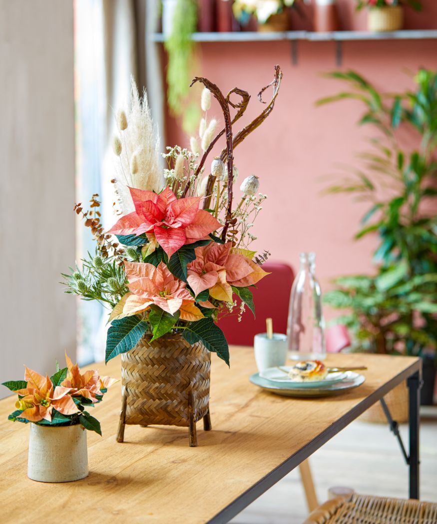 Gestaffelter Blumenstrauß mit geschnittenen, blush-farbenen Weihnachtssternen und Trockenblumen in einem geflochtenen Übertopf auf einem Esstisch aus Holz